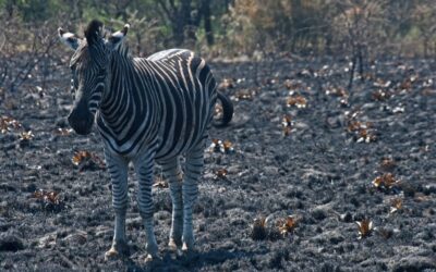 Great Salt Lake Water Levels (1985 Vs 2022) / The…