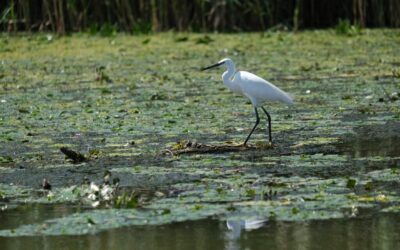 Great Salt Lake Wildlife Conservation ~ Nature’s Cool Trick: How…