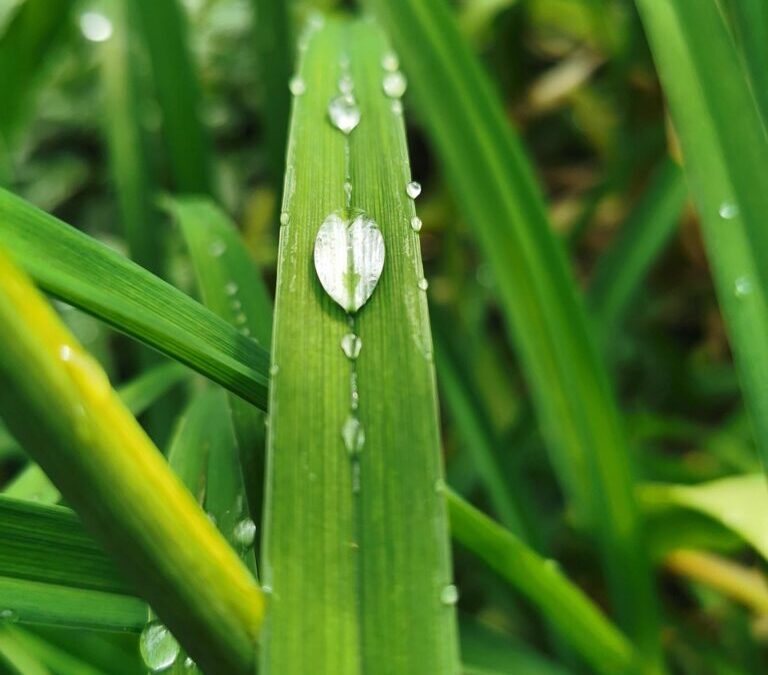 Irrigation Water Solutions – The Great Basin’s Thirsty Story: Understanding…