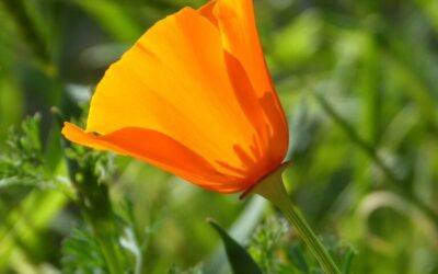 Laguna Salada Baja California Weather Patterns – Laguna Salada: A…