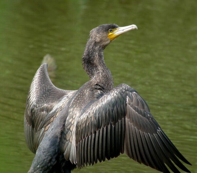Microclimates In The Great Basin / Unveiling Nature’s Hidden Worlds:…