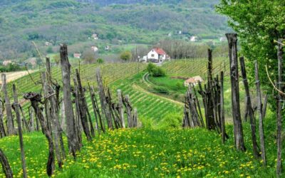 Move Water To Arid Regions – Thirsty Arizona: Can We…