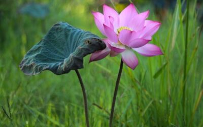 Related Keywords / The Laguna Salada: A Desert Oasis In…