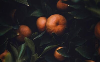 Smart Irrigation Technology For Agriculture ~ The Great Salt Lake:…