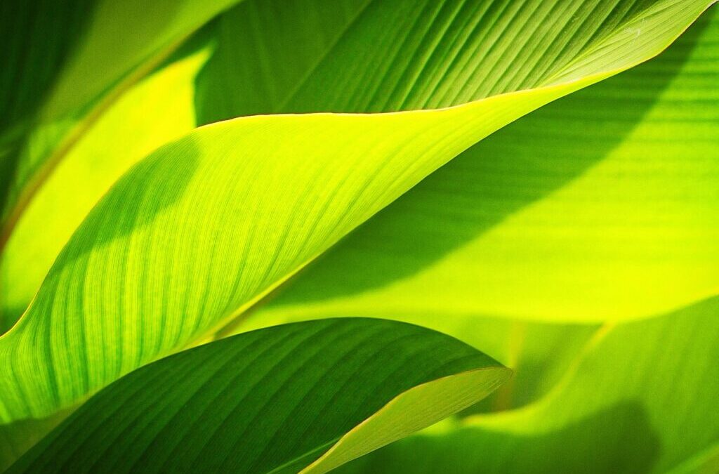 Strategies For Long-term Sustainability And Resilience – The Great Salt…