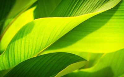 Strategies For Long-term Sustainability And Resilience – The Great Salt…