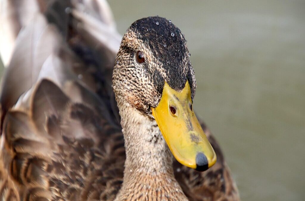 Sustainable Water Management In The Great Basin | The Laguna…