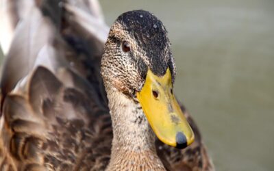 Sustainable Water Management In The Great Basin | The Laguna…