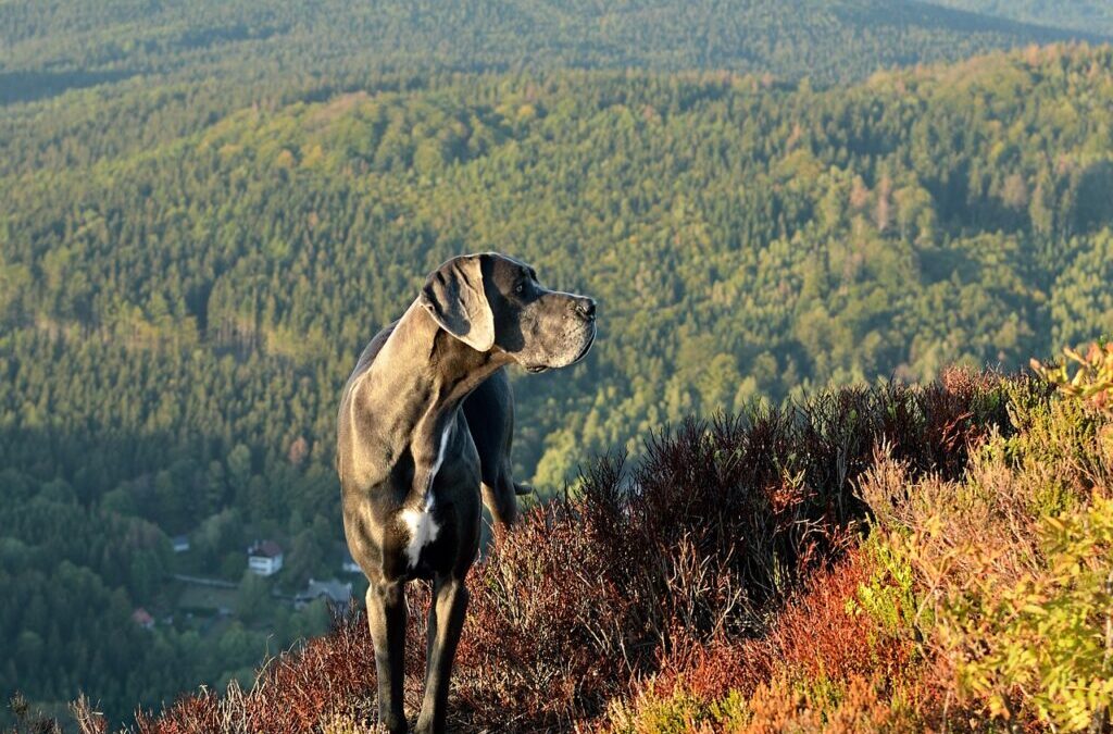 Sustainable Water Management In The Great Basin ~ The Laguna…