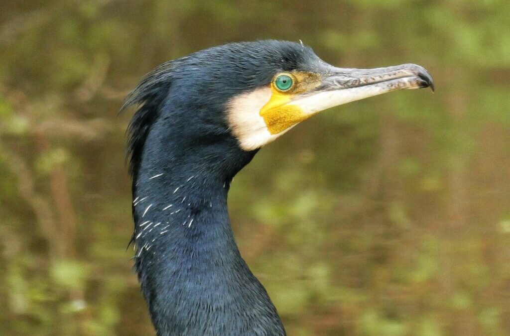 Sustainable Water Management In The Great Basin ~ The Laguna…