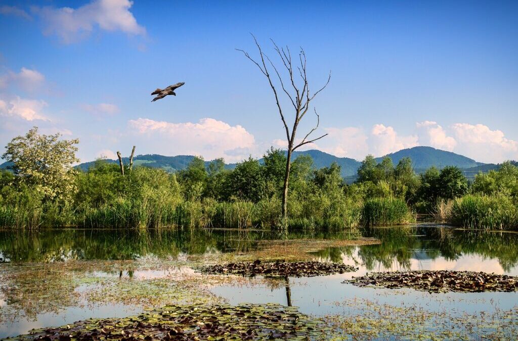 Water Cycle Improvement – The Great Basin: A Thirsty Land…