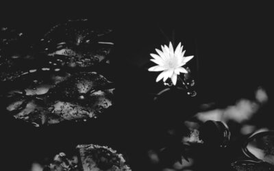 Water Shortage / The Great Basin’s Water Woes: A Race…