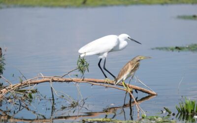 Water Conservation In Laguna Salada / A Sea Of Salt:…