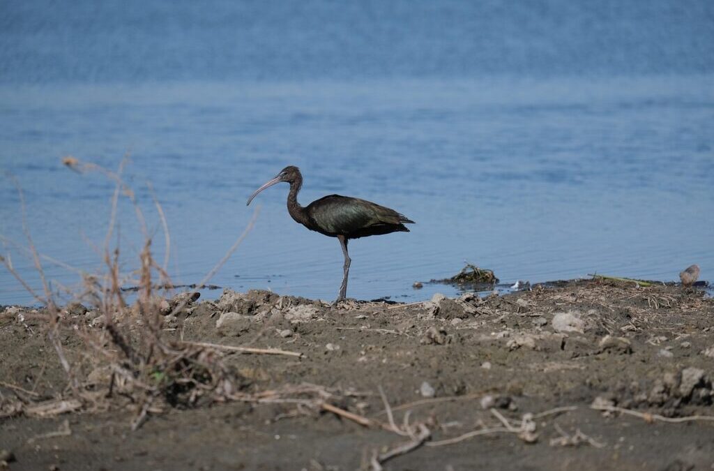 Water Conservation In Laguna Salada: The Laguna Salada: A Desert…