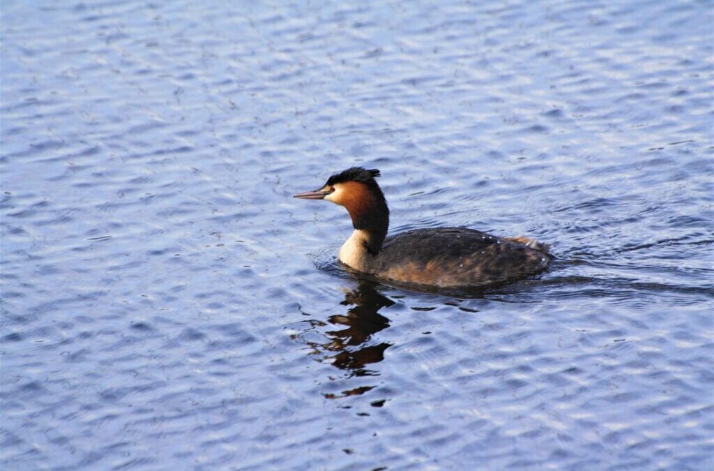Water Conservation Techniques In The Great Basin | Laguna Salada:…