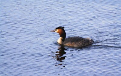 Water Conservation Techniques In The Great Basin | Laguna Salada:…