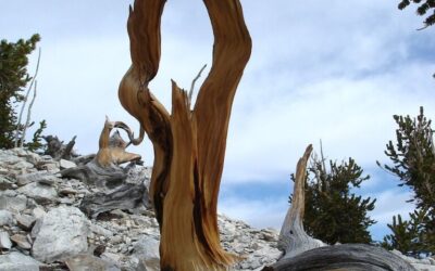 Water Conservation Techniques In The Great Basin ~ A Thirsty…