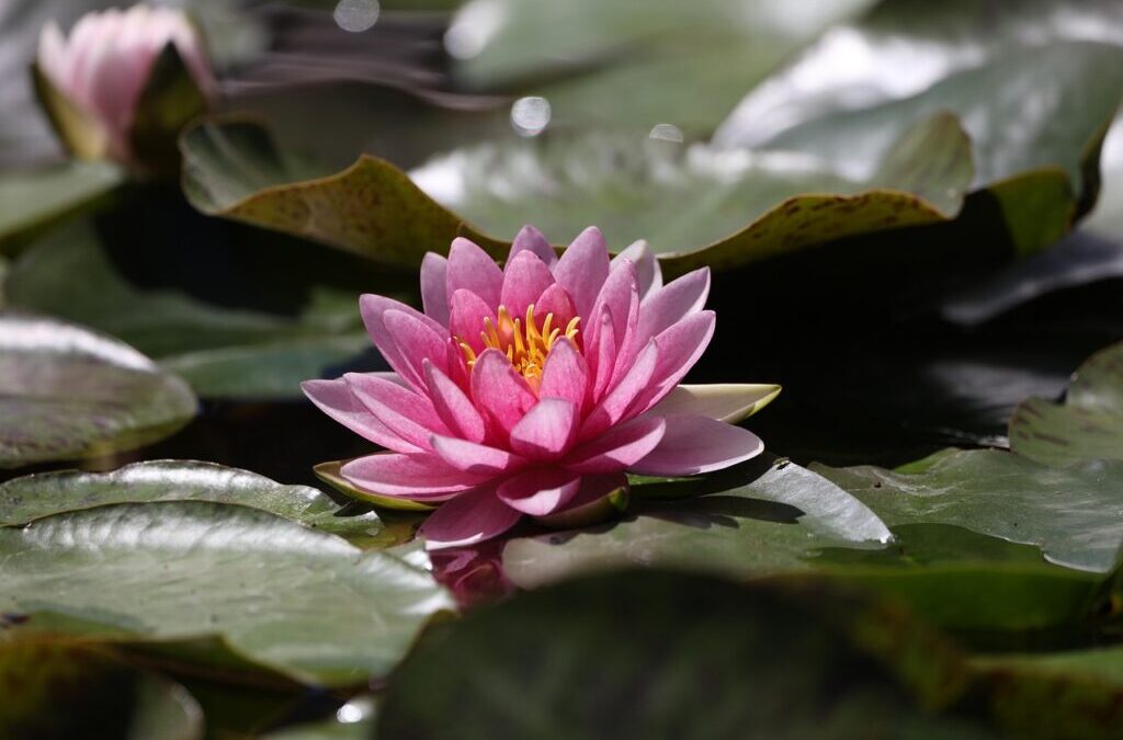 Water Cycle Restoration Projects / The Great Basin’s Watery World:…