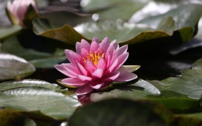 Water Cycle Restoration Projects / The Great Basin’s Watery World:…