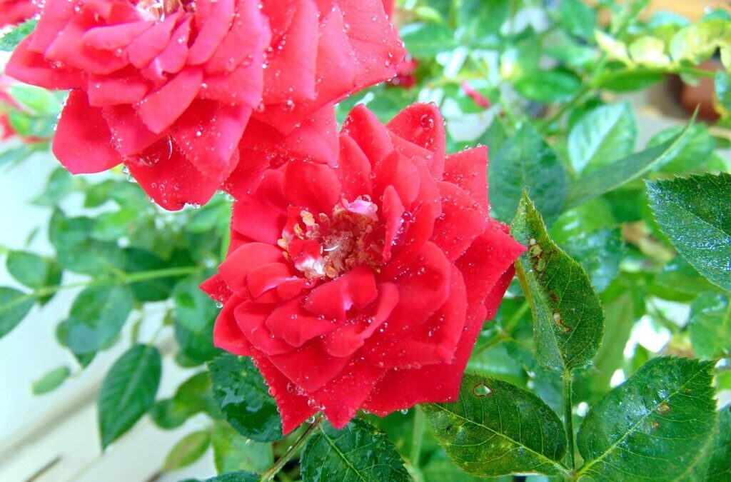 Water-efficient Irrigation Techniques – The Great Basin: A Thirsty Land…