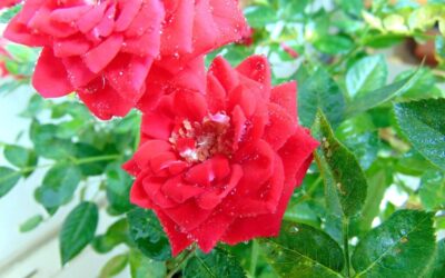 Water-efficient Irrigation Techniques – The Great Basin: A Thirsty Land…