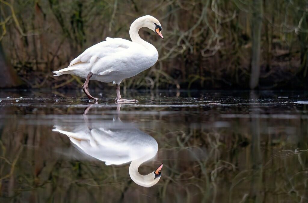 Water Reclamation | The Laguna Salada: A Desert Oasis Facing…