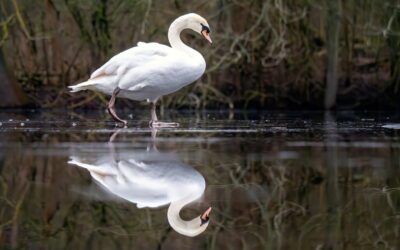 Water Reclamation | The Laguna Salada: A Desert Oasis Facing…