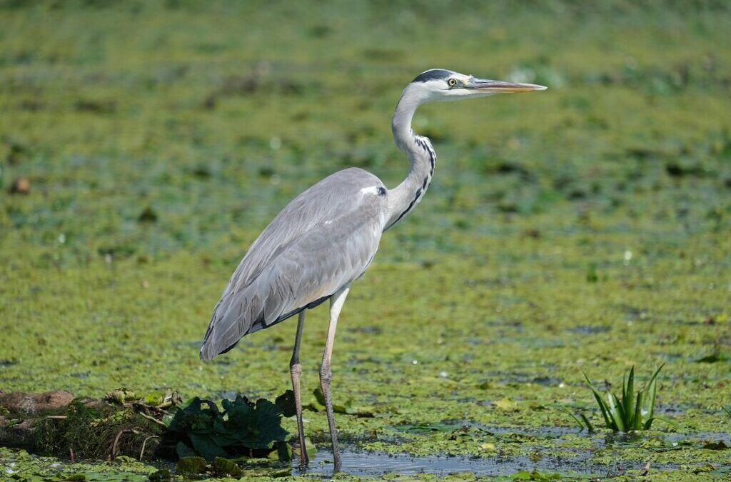 Water Relocation And Conservation » Saving Our Water: A Mission…