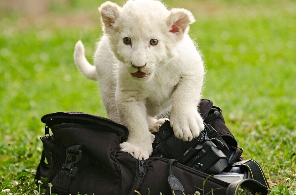 Water Scarcity Solutions For Agriculture | The Great Basin: A…