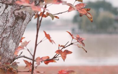 An Opinion Piece Arguing For The Need For Policies That…