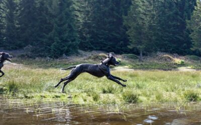 Examining The Impact Of Land-use Change On Evapotranspiration And Precipitation…