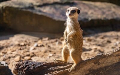 Great Basin Desert – The Laguna Salada: A Desert Oasis…