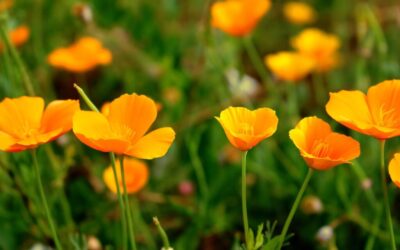 Laguna Salada Baja California ~ The Laguna Salada: A Desert…