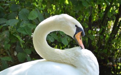 Laguna Salada Mexicali ~ The Laguna Salada: A Desert Oasis…