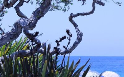 Laguna Salda ~ Laguna Salada: A Desert Oasis In Peril…