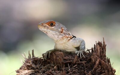 Water Conservation And Restoration Practices: 💦 Saving Our Planet, Drop…