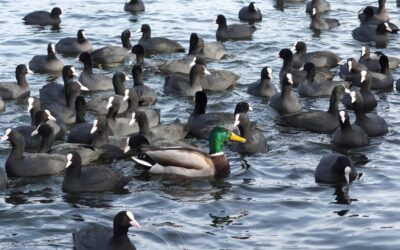 Climate Adaptation Strategies: Delve Into How Communities And Industries Are…