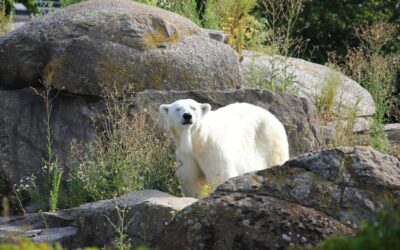 Climate Change Impact On Great Basin | The Laguna Salada:…
