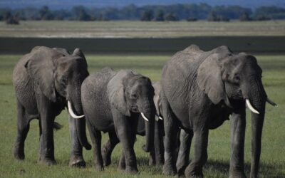 Community And Stakeholder Involvement ~ The Great Salt Lake: A…