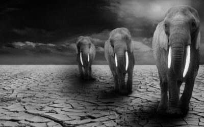 Community Efforts To Stop Lake Drought: Idaho’s Lakes Are Thirsty:…