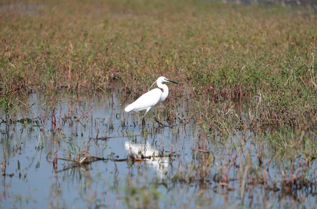Community Involvement In Watershed Conservation – Water, Water Everywhere: How…