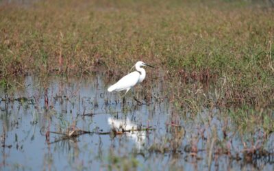 Community Involvement In Watershed Conservation – Water, Water Everywhere: How…