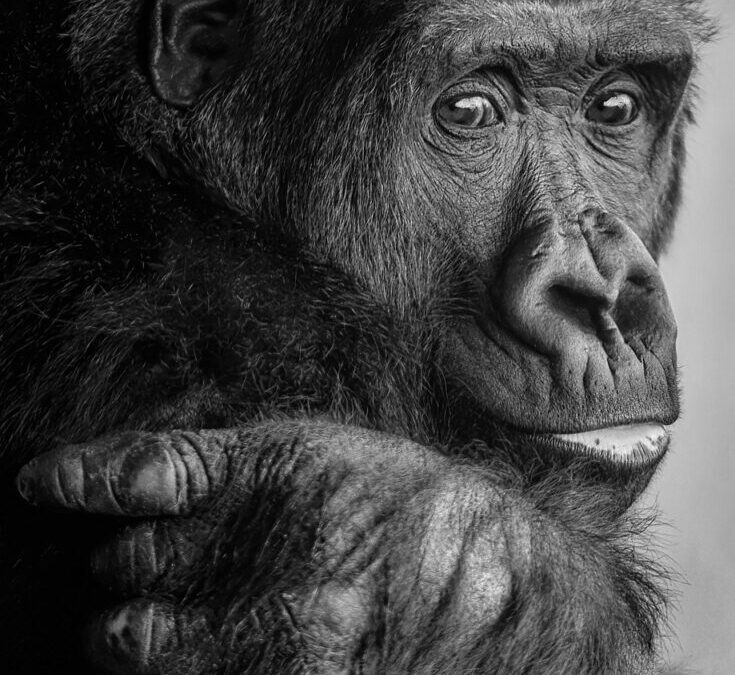 Community Involvement In Watershed Conservation: Our Planet’s Lifeline: How Communities…