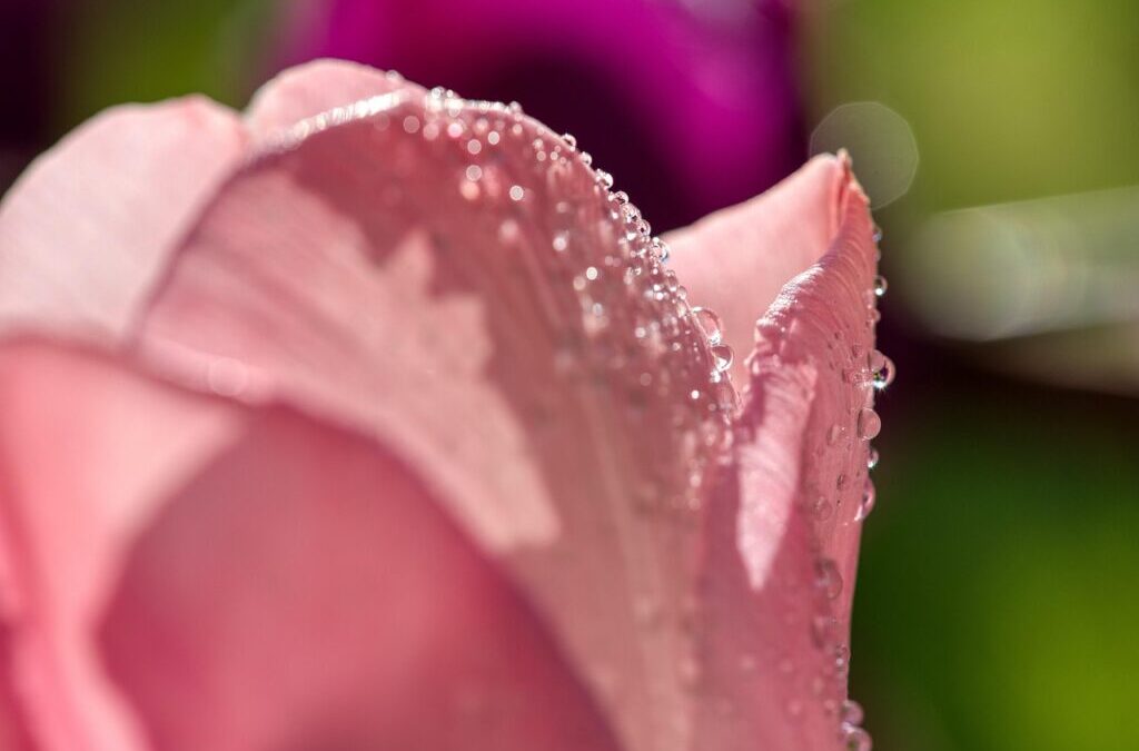 Cost-effective Irrigation Water Management | Thirsty Land: The Great Basin’s…