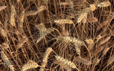 Crop Shifting And Drought-resistant Crops / The Great Salt Lake:…