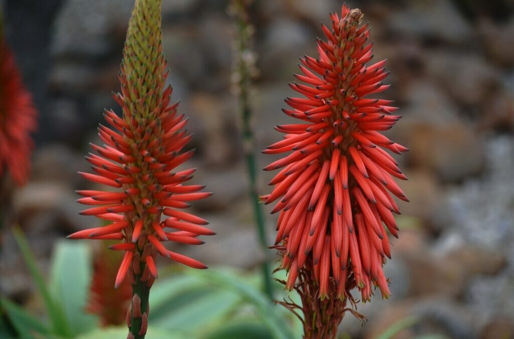 Crop Shifting And Drought-resistant Crops / The Great Salt Lake:…