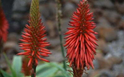 Crop Shifting And Drought-resistant Crops / The Great Salt Lake:…