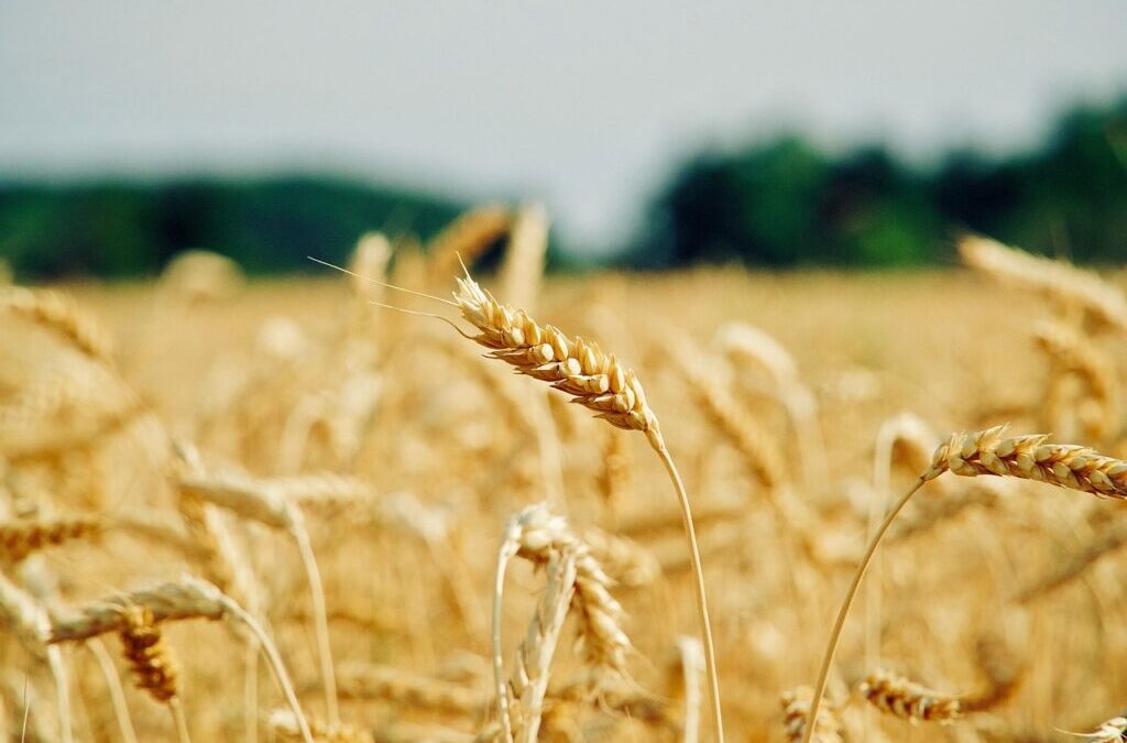 Crop Shifting And Drought-resistant Crops: The Great Salt Lake: A…