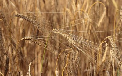Crop Shifting And Drought-resistant Crops / The Great Salt Lake:…