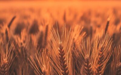 Crop Shifting And Drought-resistant Crops ~ The Great Salt Lake:…